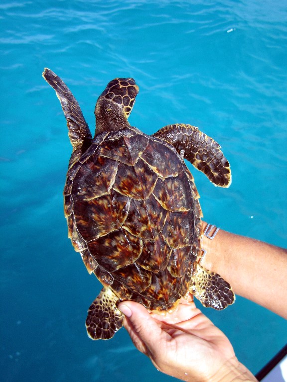 hawksbill-turtle-rebounding-after-quarter-centruy-of-conservation