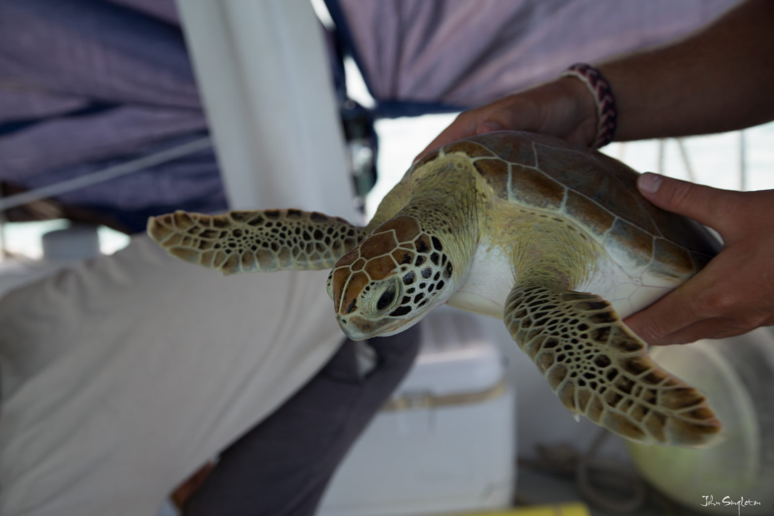 Inside Story – Bermuda Turtle Project