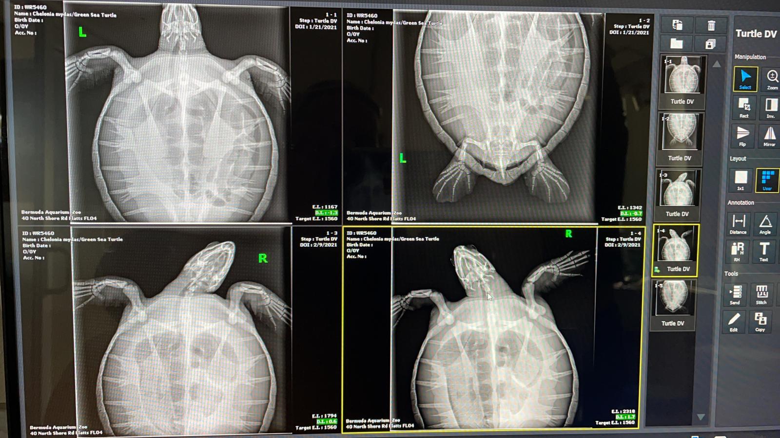 Turtle Radiographs Restraint Be a Turtle Guardian: Simple Actions, Lasting Impact. – Bermuda Turtle ...